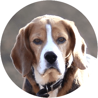 beagle-dogs-and-puppies-for-sale