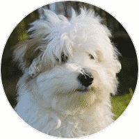coton-de-tulear-dogs-and-puppies-for-sale
