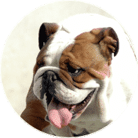 english-bulldog-dogs-and-puppies-for-sale