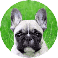 french-bulldog-dogs-and-puppies-for-sale
