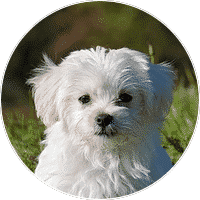 maltese-dogs-and-puppies-for-sale