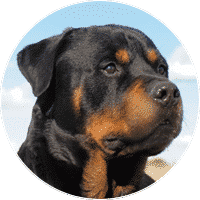 rottweiler-dogs-and-puppies-for-sale