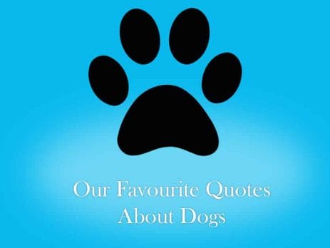 NewDoggy.com’s 10 Favourite Quotes About Dogs | New Doggy