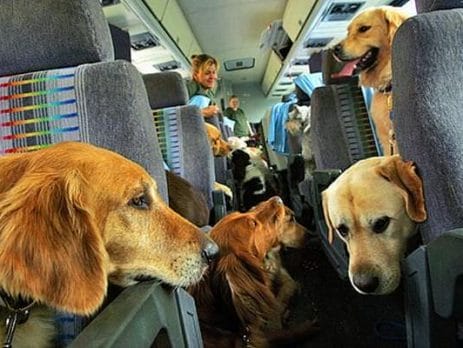 Pets Travel Safe by Air | New Doggy