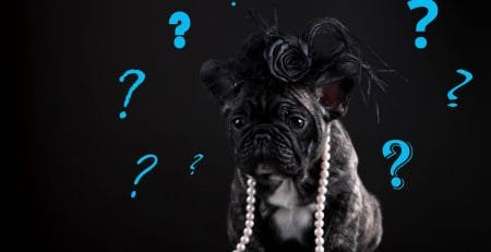 What to Consider When You Choose a Dog Breed | New Doggy
