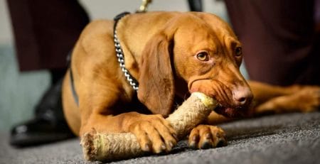 Matka, a Hungarian Vizsla Joins the Security Team of the Minnesota Capitol | New Doggy