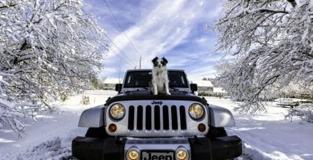 Your Dog and the Type of Your Car | New Doggy