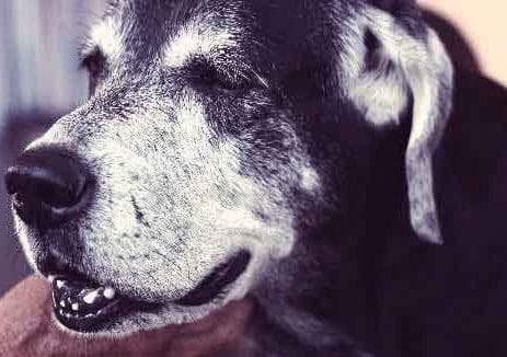 The oldest dogs of the World