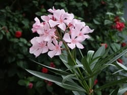Oleander-toxic-plants-to-dogs