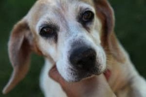 butch-beagle-odest-dogs