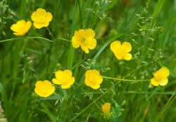 buttercup-toxic-plants-to-dogs