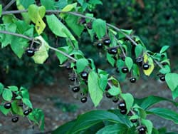 deadly-nightshade-toxic-plants-to-dogs