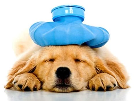 Dog Heat Stroke Prevention and Treatment | New Doggy