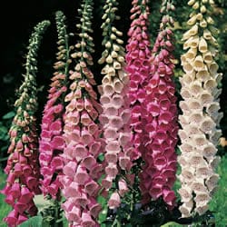 foxgloves-toxic-plants-to-dogs