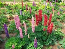 garden-lupin-toxic-plants-to-dogs