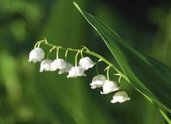 lily-of-the-valley-toxic-plants-to-dogs