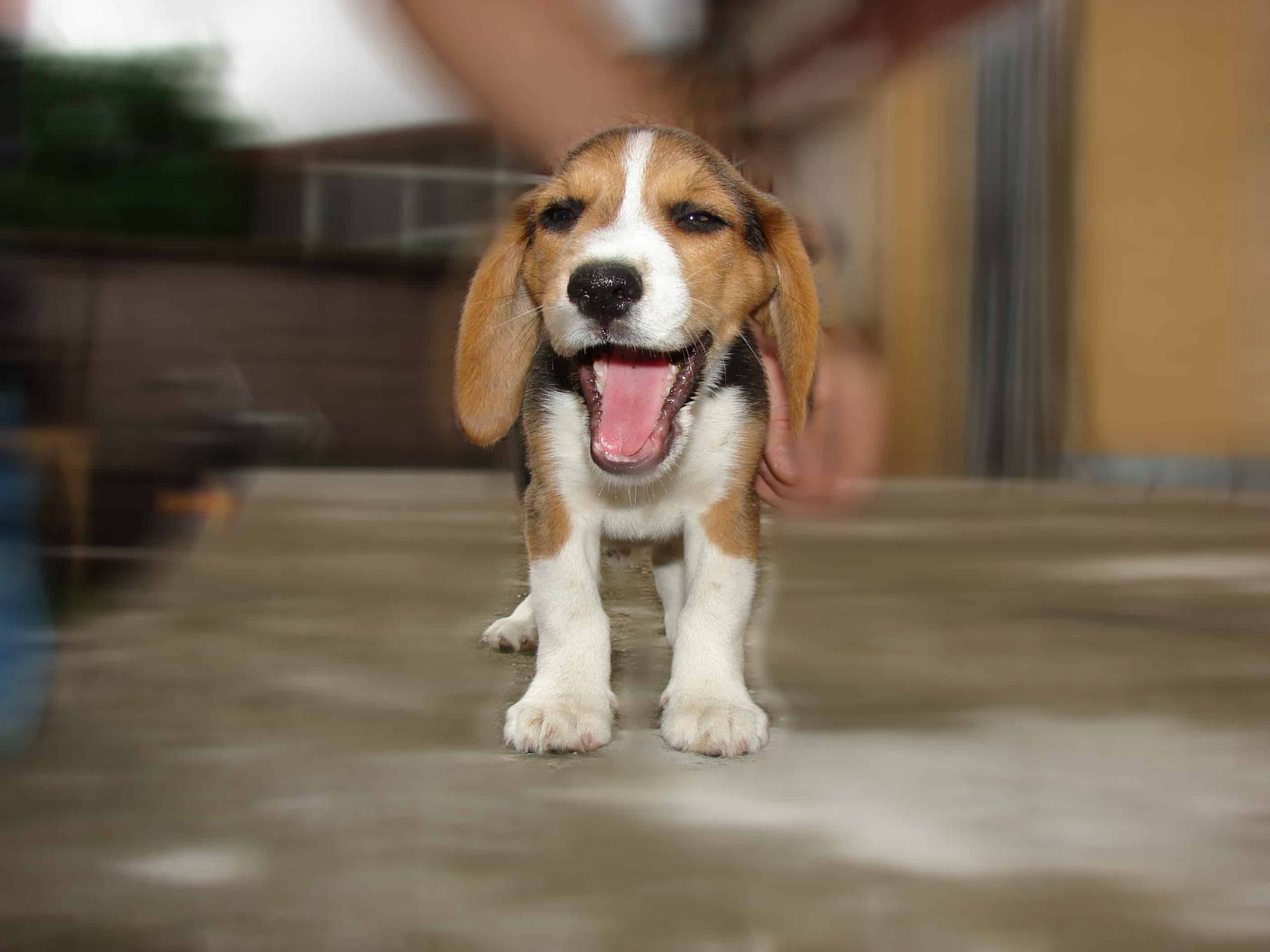 the history of beagle