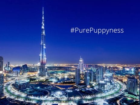 Popular Dogs of Dubai