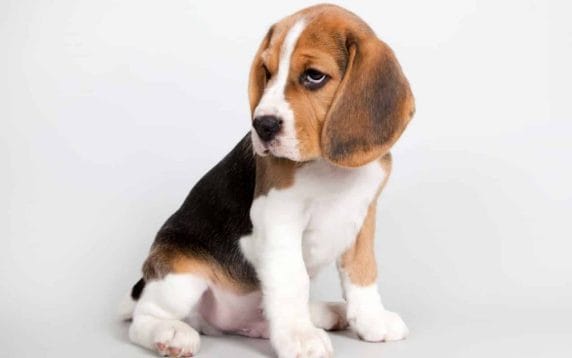 beagle-best dog breeds for children