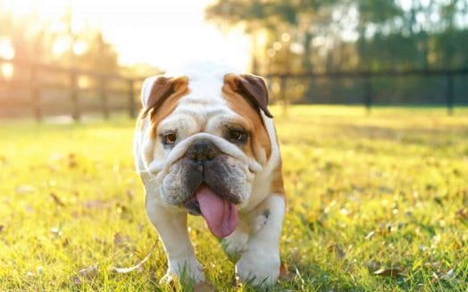 english-bulldog-best dog breeds for children