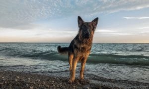 Keeping Your Dog Safe at the Beach in Dubai