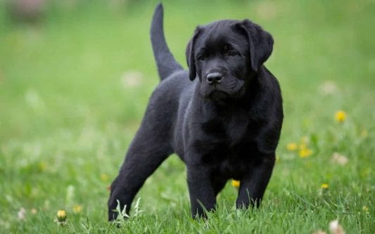 labrador-retriever-best dog breeds for children