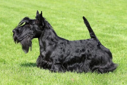 scottish-terrier-best dog breeds for children