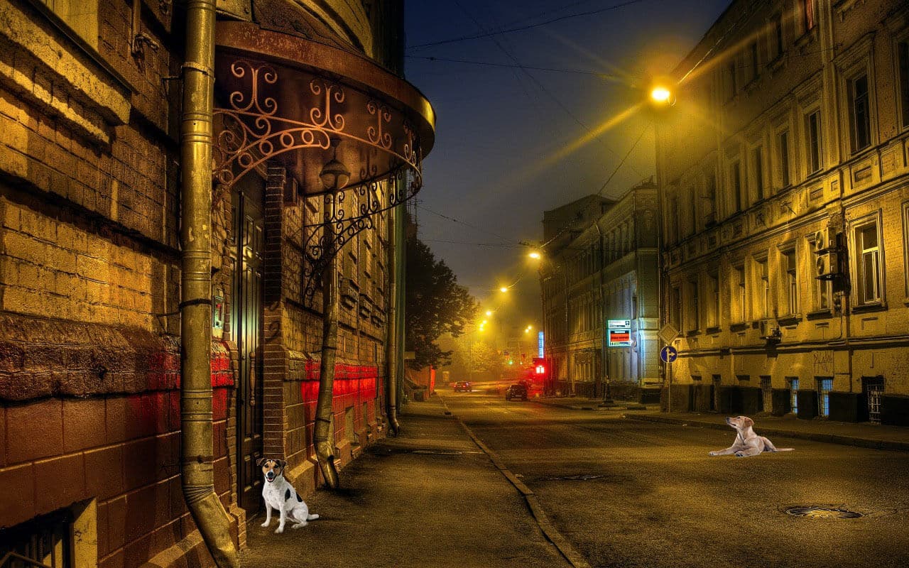 The stray dogs of Moscow