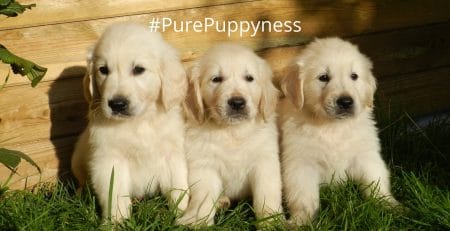 What does it mean for a dog to be purebred