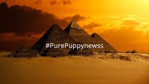 What to consider when buying a puppy in Egypt