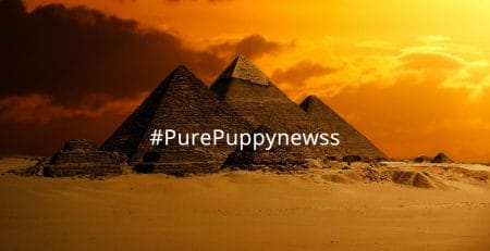 What to consider when buying a puppy in Egypt