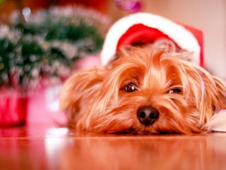 Why you SHOULDN’T get a dog for Christmas