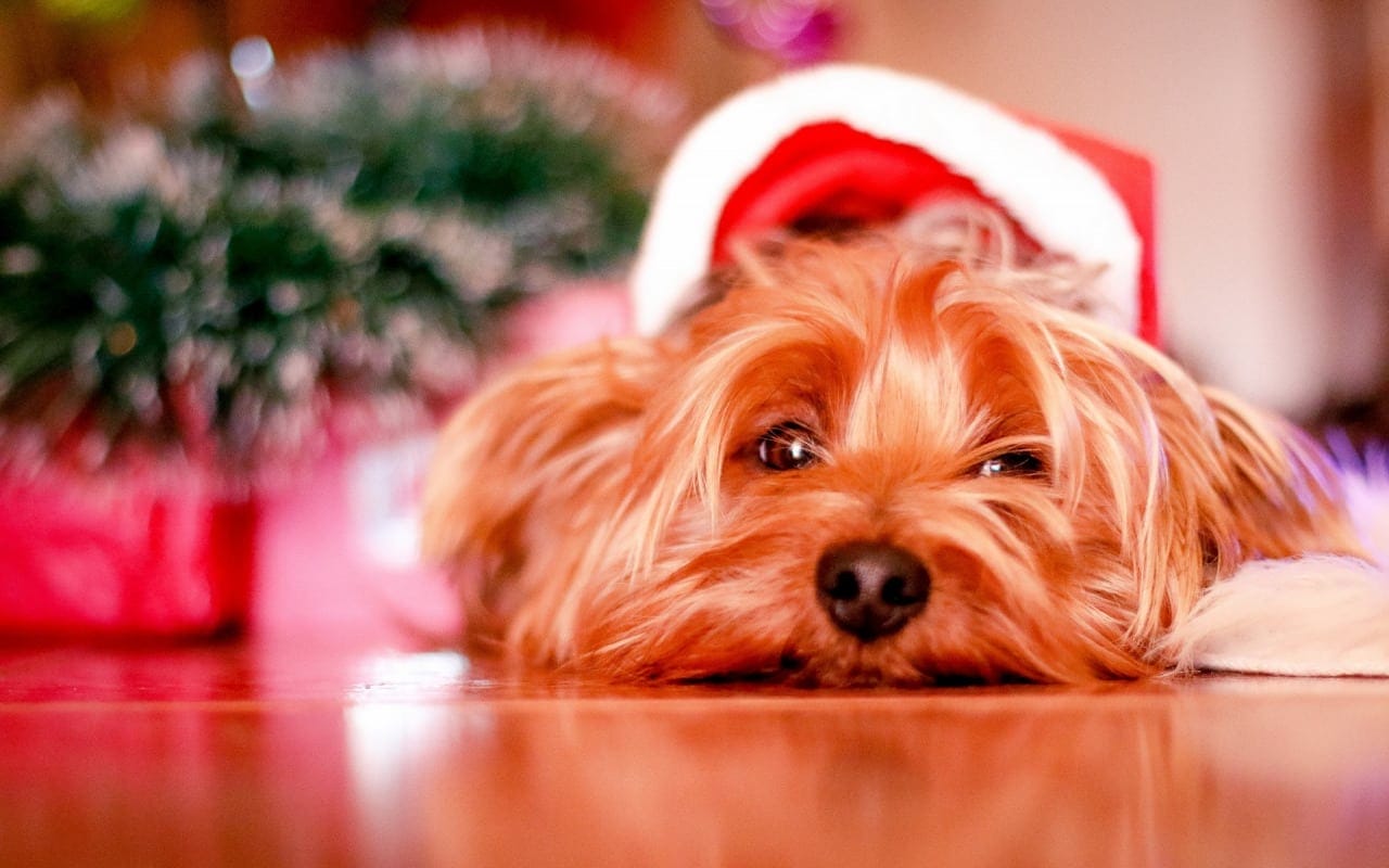 Why you SHOULDN’T get a dog for Christmas