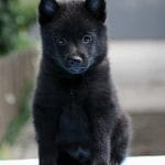Kush-male-schipperke-puppy-for-sale