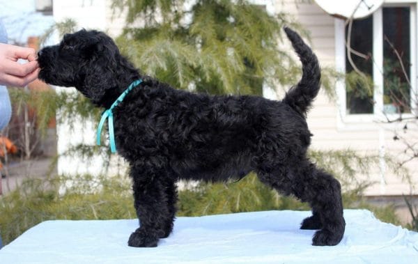 Amade Black Russian Terrier