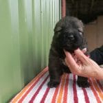 Aries-male-caucasian-mountain-dog-puppy-for-sale_01