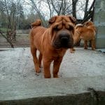 Edvin-male-Shar-Pei-puppy-for-sale (2)