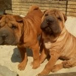 Edvin-male-Shar-Pei-puppy-for-sale (4)