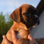 Brigitte-female-boxer-puppy-for-sale01