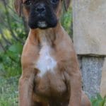 Brigitte-female-boxer-puppy-for-sale02