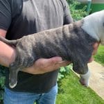 gucci-male-american-bully-puppy-for-sale02