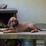 penny-female-rhodesian-ridgeback-puppy-for-sale-6