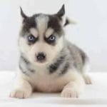 zeus-male-pomsky-puppy-for-sale01