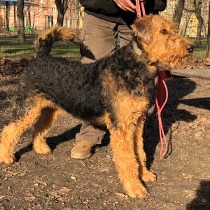 Nala Airedale Terrier