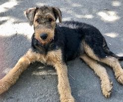 Nala Airedale Terrier