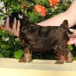 Pappy-male-Chinese-Crested-puppy-for-sale (2)