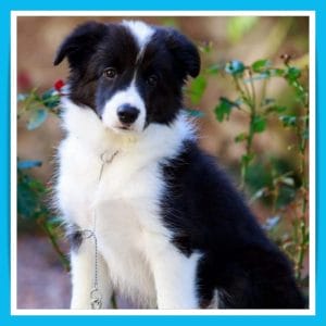 batch_АRed-female-border-collie-puppy-for-sale