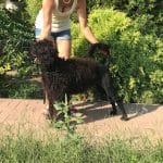 Amos-male-portuguese-water-dog-puppy-for-sale01