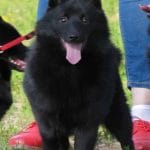 Elisey-male-Schipperke Mountain Dog-puppy-for-sale (2)