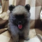 Herald-male-keeshond-puppy-for-sale1